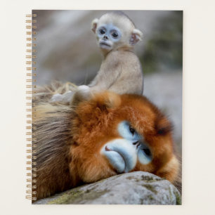 Golden Snub-nosed Monkey Dad with Baby Planner