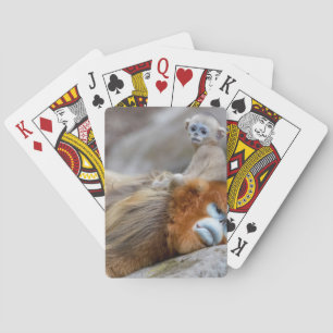 Golden Snub-nosed Monkey Dad with Baby Playing Cards