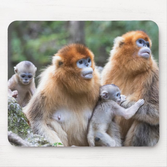 Golden Snub-nosed Monkey Family Mouse Mat (Front)