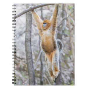 Golden Snub-nosed Monkey Swinging on Branch Notebook
