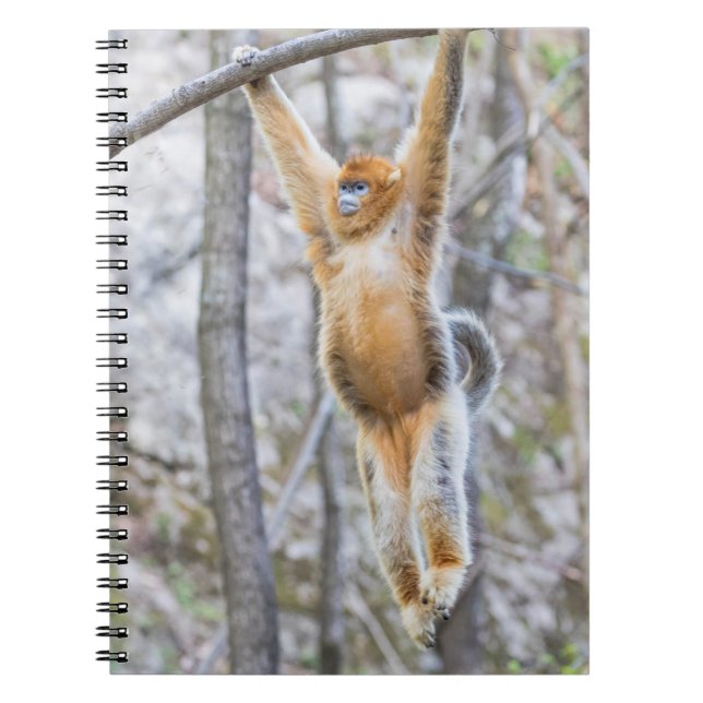 Golden Snub-nosed Monkey Swinging on Branch Notebook (Front)