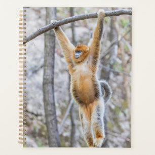 Golden Snub-nosed Monkey Swinging on Branch Planner