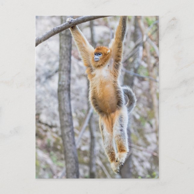 Golden Snub-nosed Monkey Swinging on Branch Postcard (Front)