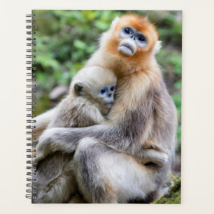 Golden Snub-Nosed Monkey with Baby Planner