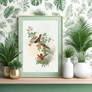 Golden Star-frontlet -hummingbird art Poster