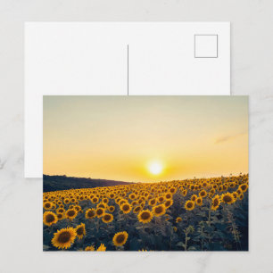 Golden Sunflower Field at Sunset Postcard