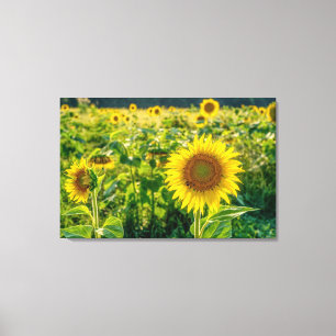 Golden Sunflower Field Canvas Print