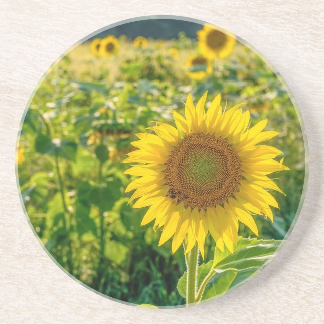 Golden Sunflower Field Coaster (Front)