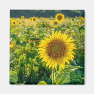 Golden Sunflower Field Magnet