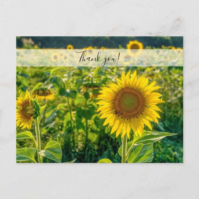 Golden Sunflower Field Thank You Postcard (Front)