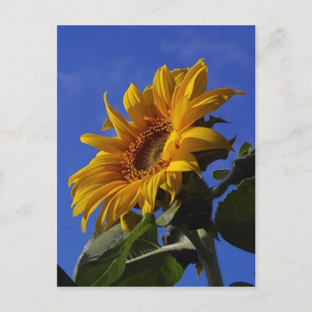 Golden Sunflower Postcard (Front)