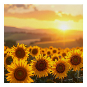 Golden Sunflower Sunset Poster
