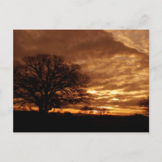 Golden sunset California Postcard