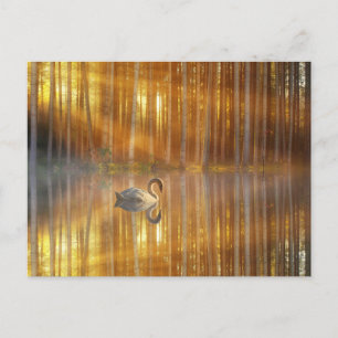 Golden Sunset Postcard