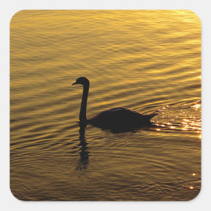 Golden Swan Square Sticker