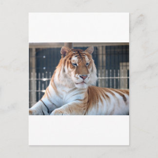 Golden Tabby tiger at Cougar Mountain Zoo 1 Postcard