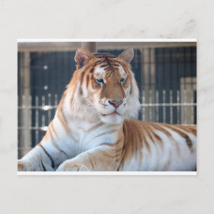 Golden Tabby tiger at Cougar Mountain Zoo 1 Postcard