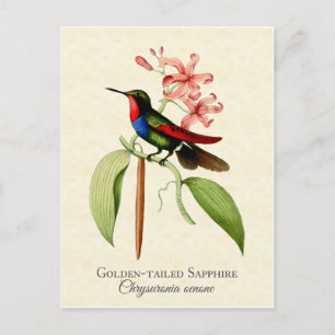 Golden Tailed Sapphire Hummingbird Art Postcard