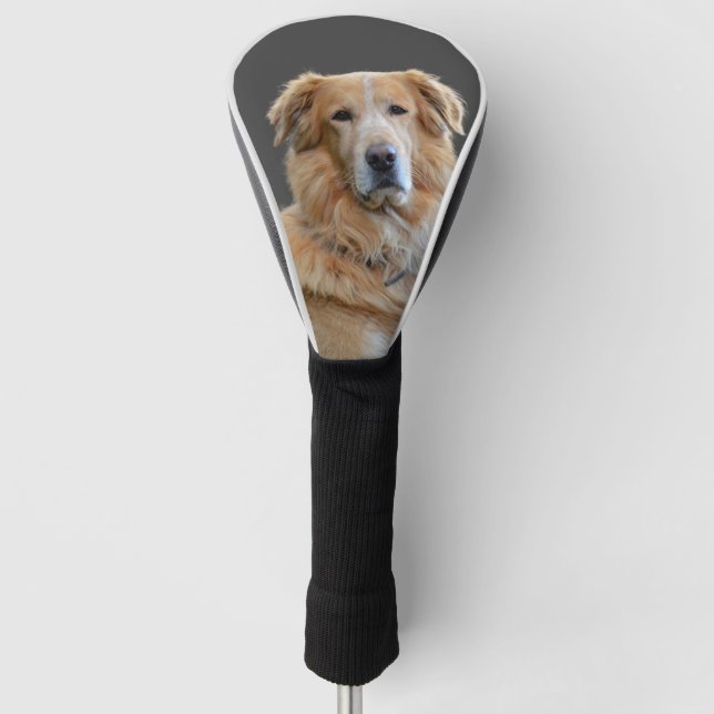 Golden Tetriever Isolated Dog Golf Head Cover (Front)