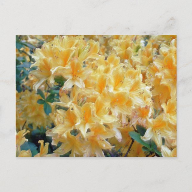 Golden Throated Yellow Azaleas flowers Postcard (Front)