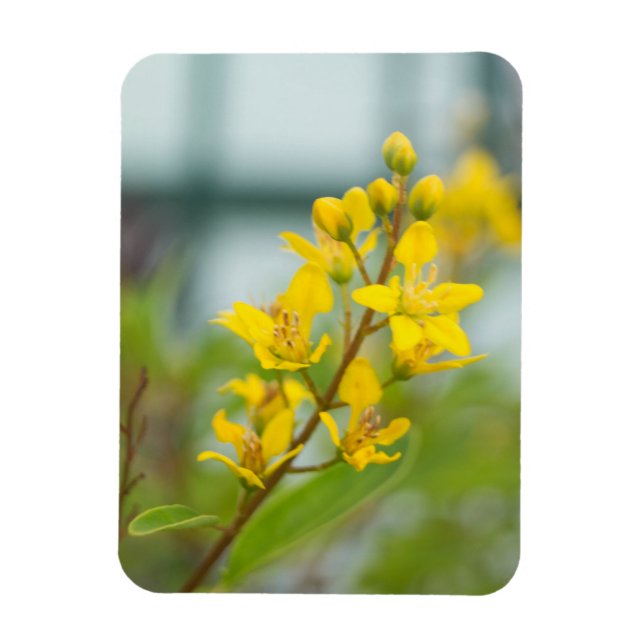 Golden Thryallis Magnet (Vertical)