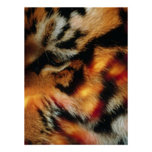 Golden Tiger Eye Close-Up Wildlife Poster