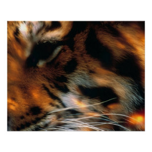 Golden Tiger Eye Close-Up Wildlife  Poster