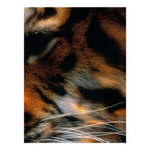 Golden Tiger Eye Close-Up Wildlife Poster