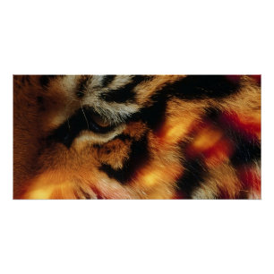 Golden Tiger Eye Close-Up Wildlife Poster