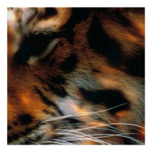 Golden Tiger Eye Close-Up Wildlife  Poster