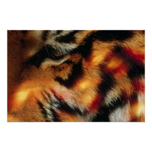Golden Tiger Eye Close-Up Wildlife Poster