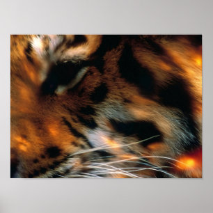 Golden Tiger Eye Close-Up Wildlife  Poster