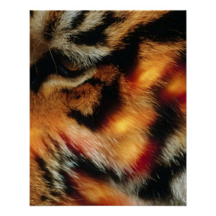 Golden Tiger Eye Close-Up Wildlife Poster