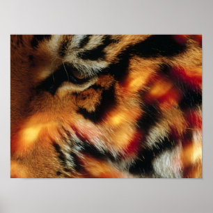 Golden Tiger Eye Close-Up Wildlife Poster