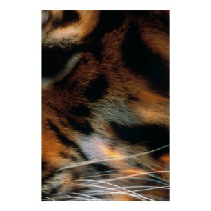 Golden Tiger Eye Close-Up Wildlife  Poster