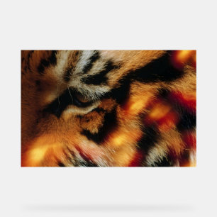 Golden Tiger Eye Close-Up Wildlife Poster
