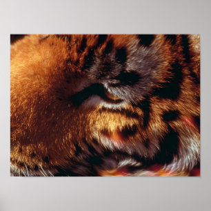Golden Tiger Eye Close-Up Wildlife  Poster