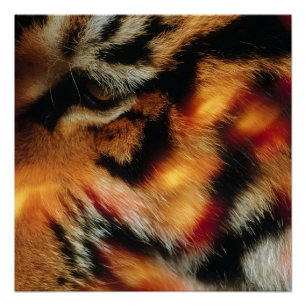 Golden Tiger Eye Close-Up Wildlife Poster