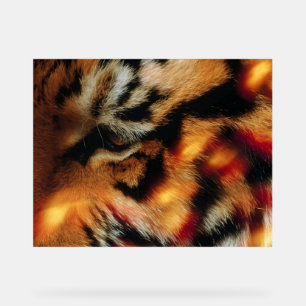 Golden Tiger Eye Close-Up Wildlife Poster