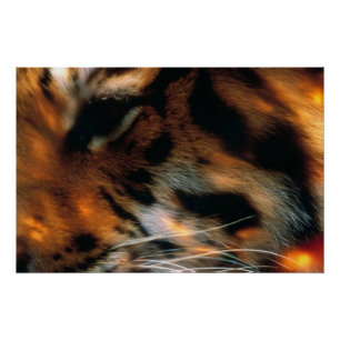 Golden Tiger Eye Close-Up Wildlife  Poster