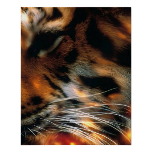 Golden Tiger Eye Close-Up Wildlife Poster