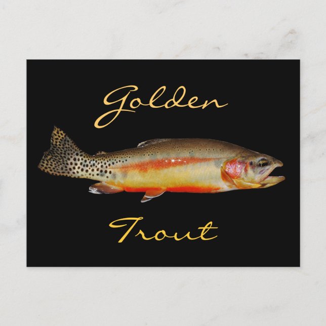 Golden Trout, Eastern Sierra Fishing, Postcard (Front)