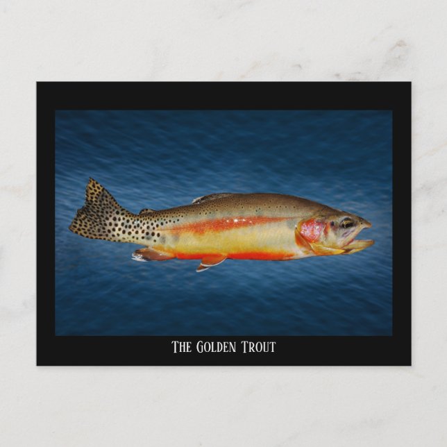 Golden Trout on Blue Water, Postcard (Front)