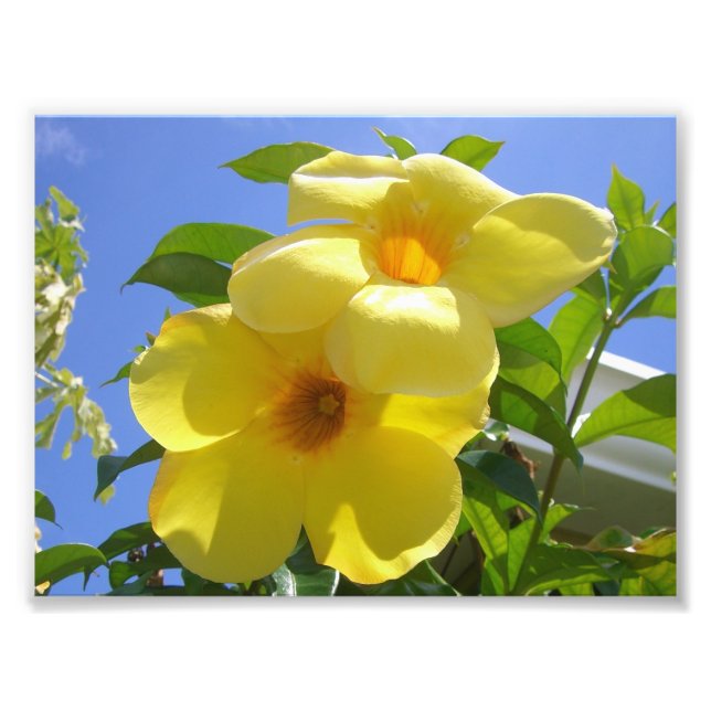 Golden Trumpet Flowers I Photo Print (Front)