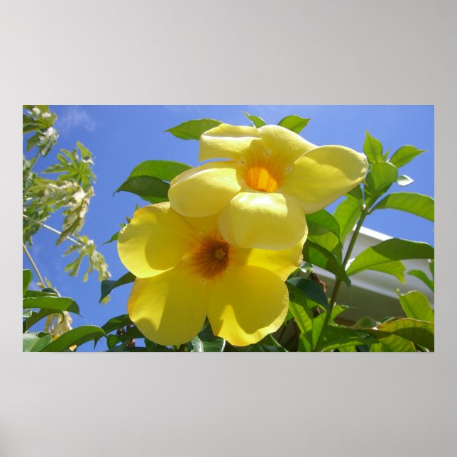 Golden Trumpet Flowers I Poster (Front)