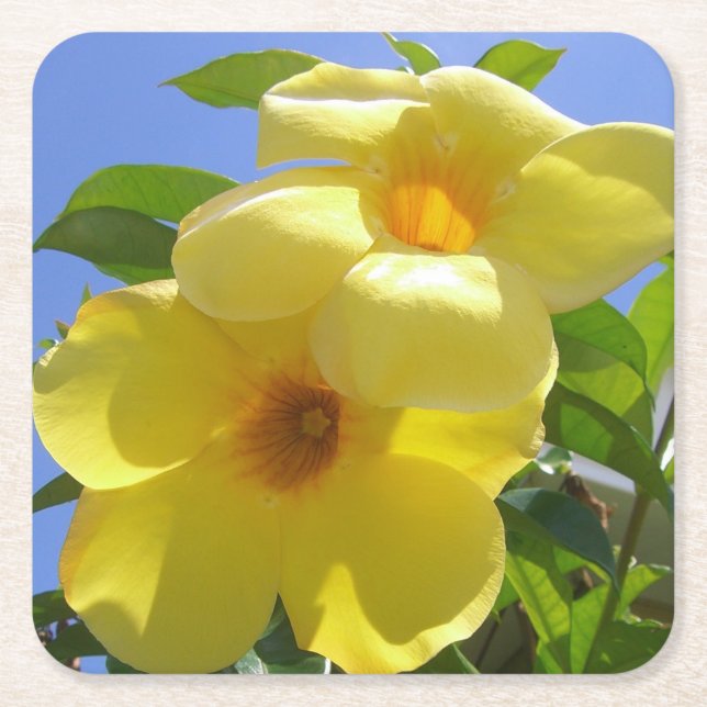 Golden Trumpet Flowers I Square Paper Coaster (Front)