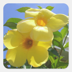 Golden Trumpet Flowers I Square Sticker