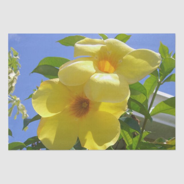Golden Trumpet Flowers I Tissue Paper (Front)