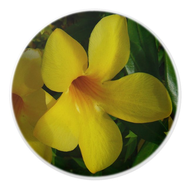 Golden Trumpet Flowers II Tropical Ceramic Knob (Front)