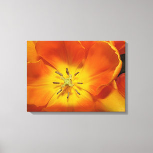 golden tulip flower canvas print